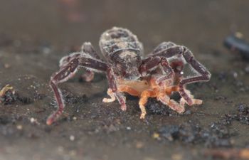 Media type: image;   Invertebrate Zoology 128904
